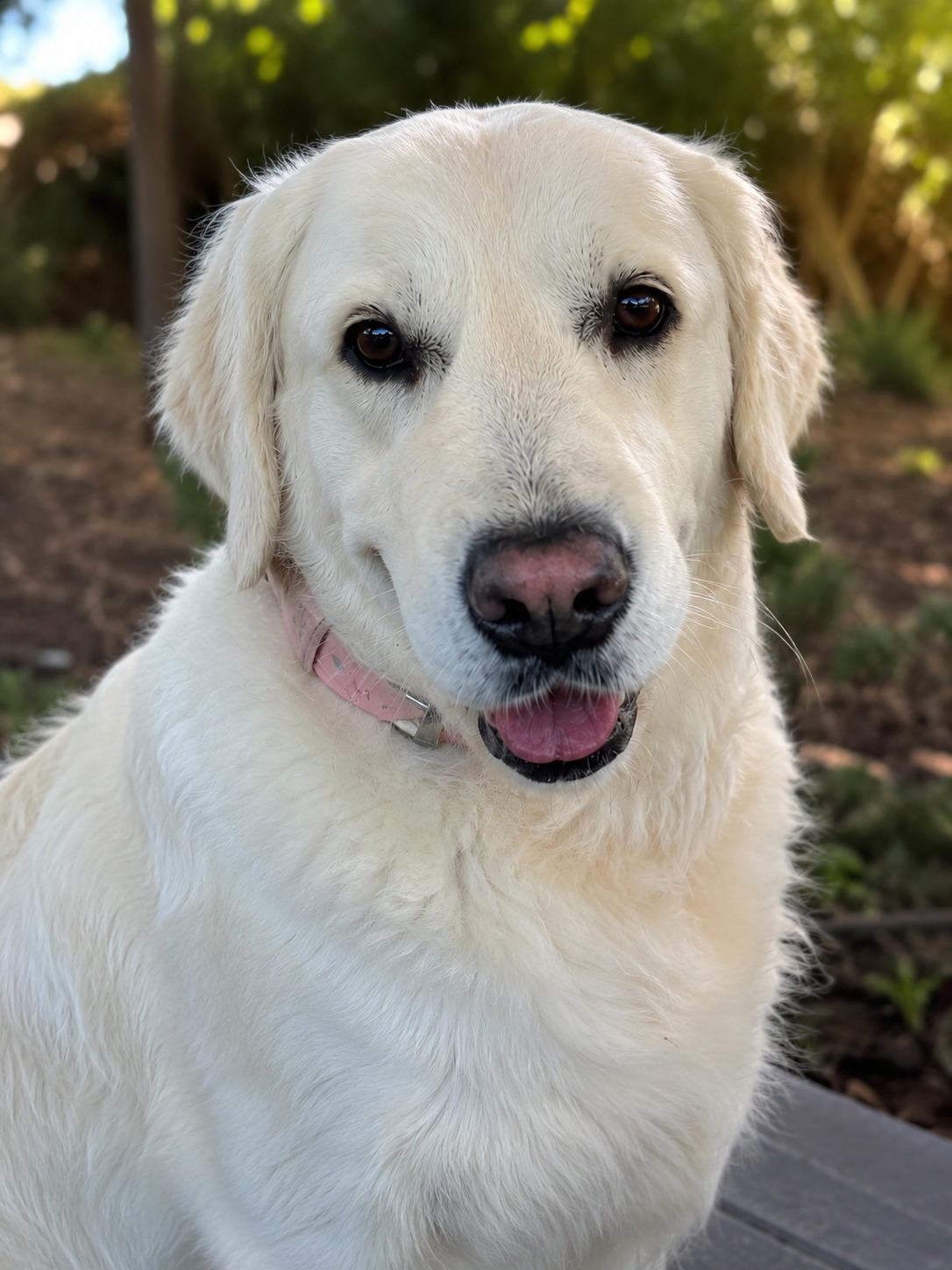 Kaya